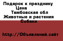 Подарок к празднику  › Цена ­ 25 000 - Тамбовская обл. Животные и растения » Собаки   